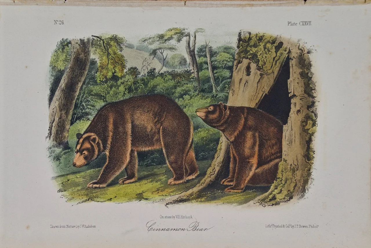 Cinnamon Bear: An Original 19th Century Audubon Hand-colored